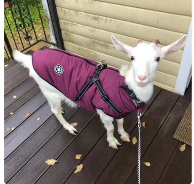 WagJacket™ - Dog Jacket With Harness (Comfy)